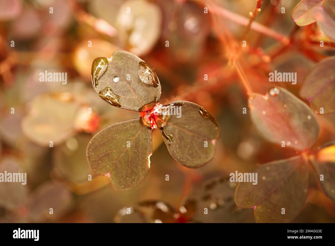 Clover in the forest. Clover leaves with water drops. Lucky symbol for 2023. plant photo from nature Stock Photo