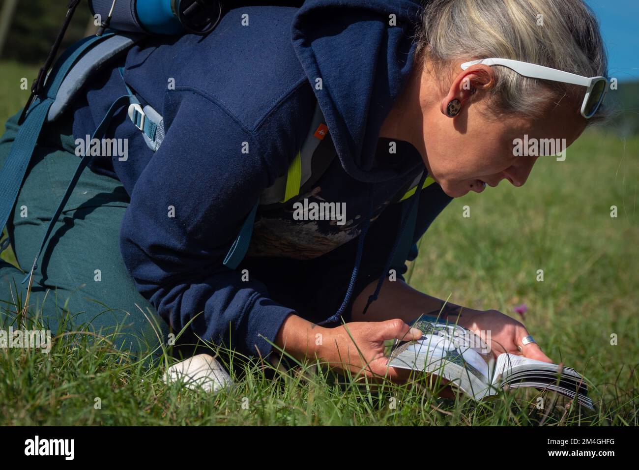 Mushroom forager trying to identify wild mushrooms in the forest with identification book - Mushroom picking and mushroom foraging Stock Photo