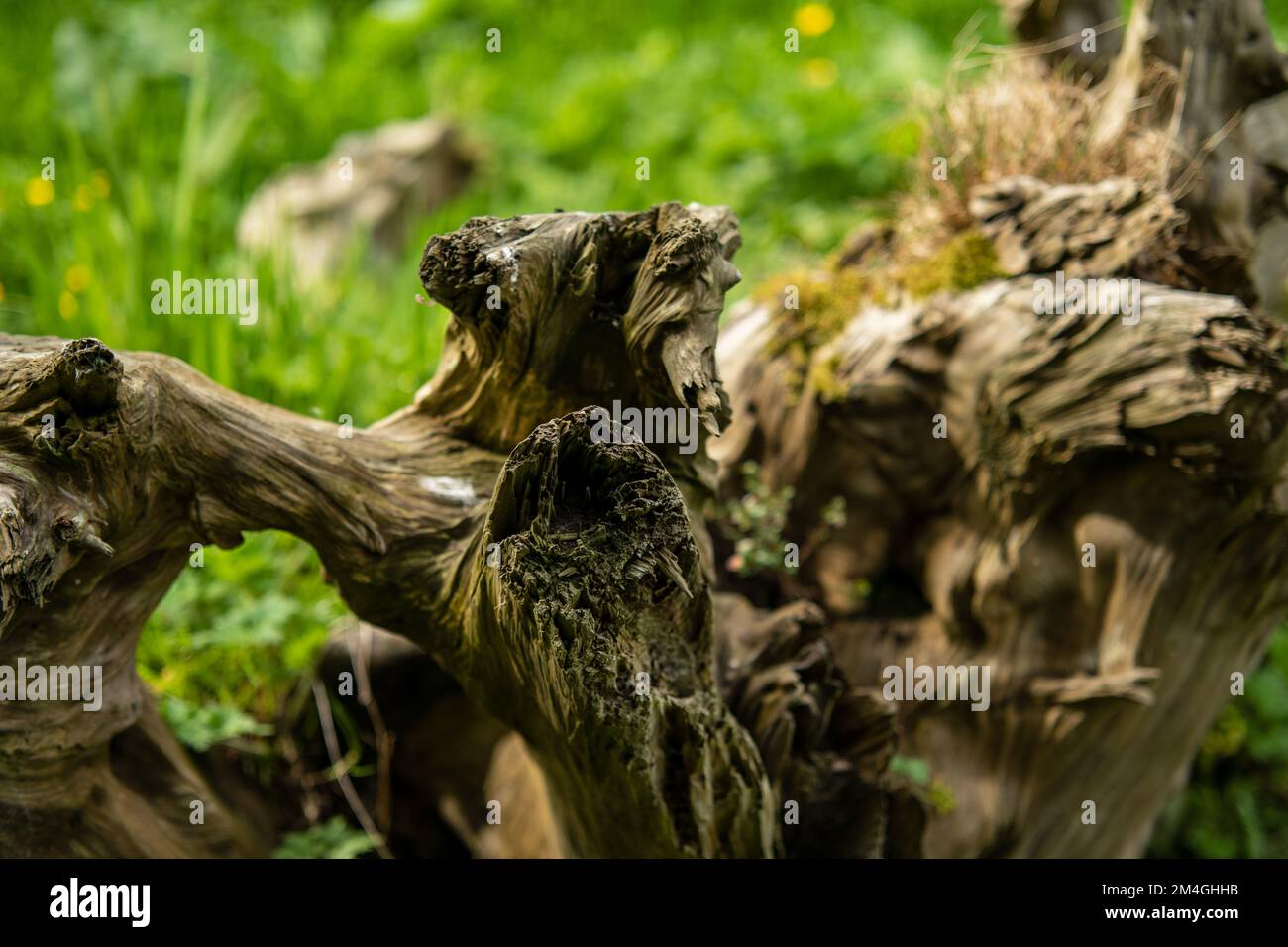 green nature in the lens of the camera ,trees and plants in the open ...