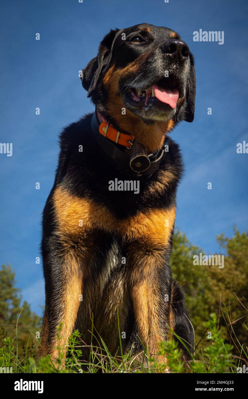 Rottweiler mix hi-res stock photography and - Page Alamy