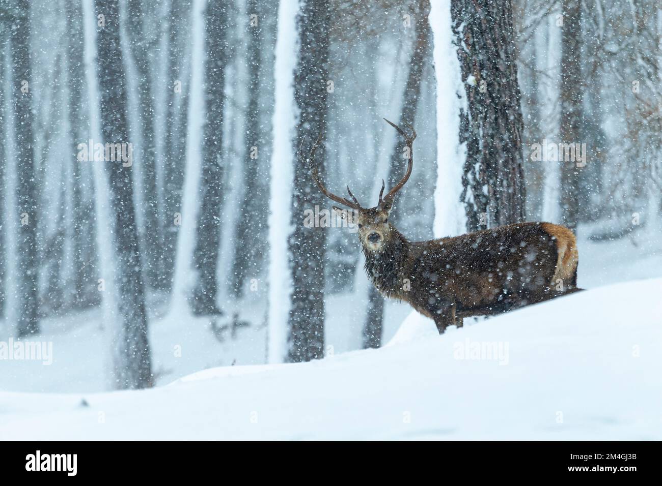 Red deer Cervus elaphus, stag in snowy woodland setting, Alvie Estate, Highlands, Scotland, UK, February Stock Photo