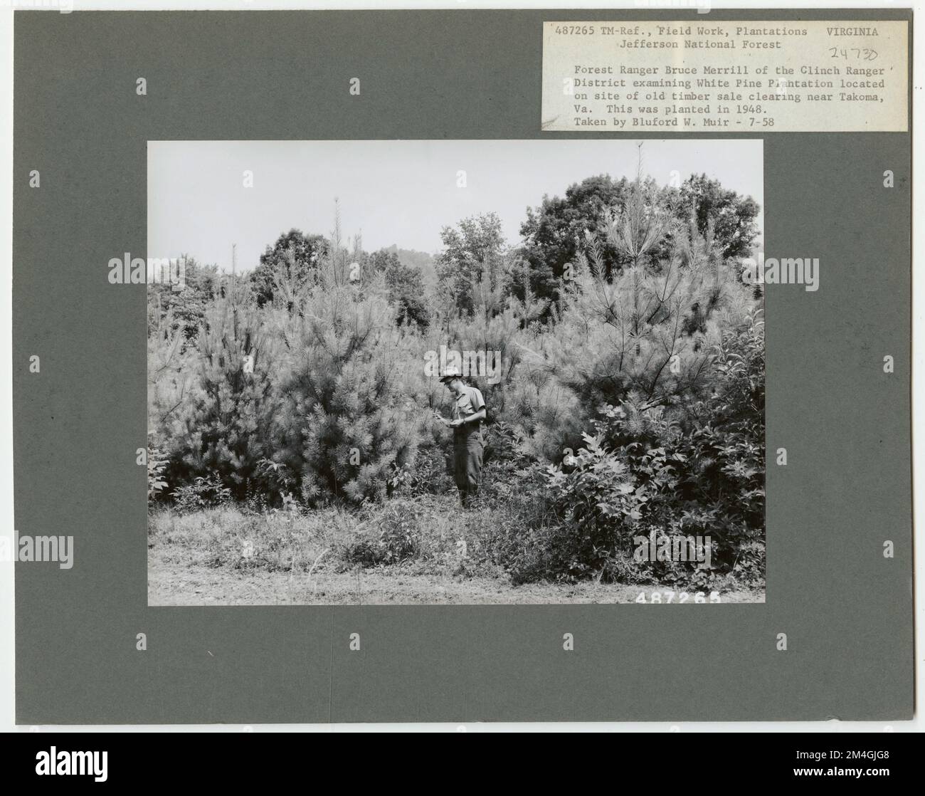 Virginia plantations hires stock photography and images Alamy