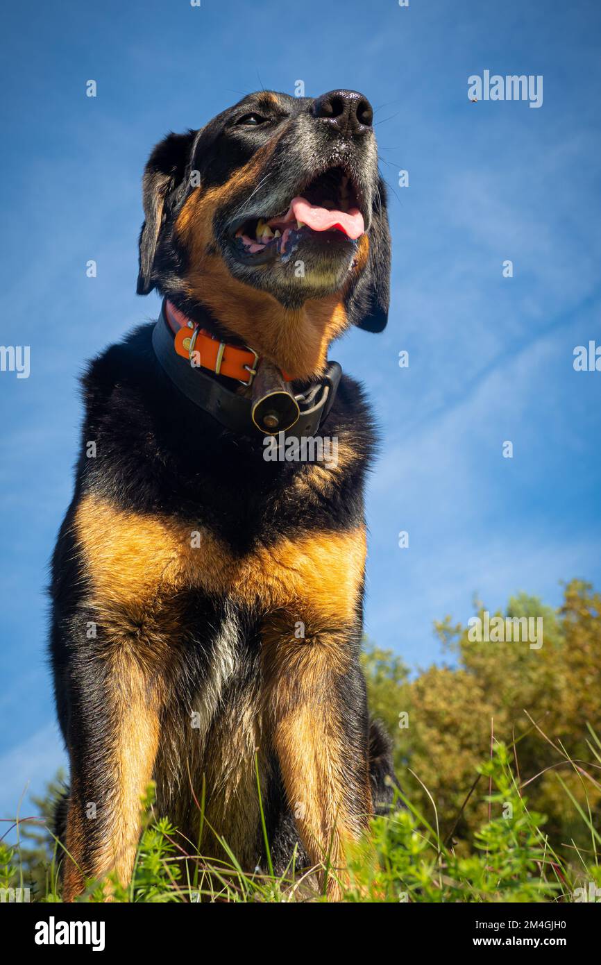 Beautiful mix breed dog in the forest - Mix between Beauceron and Labrador Stock Photo