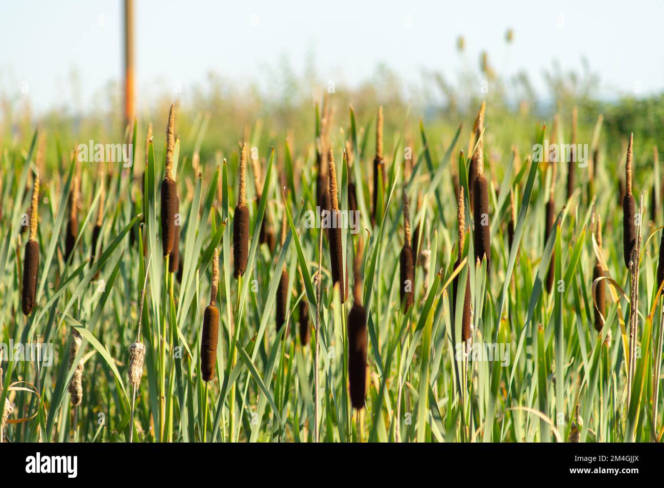 A field of tall grass. High quality photo Stock Photo