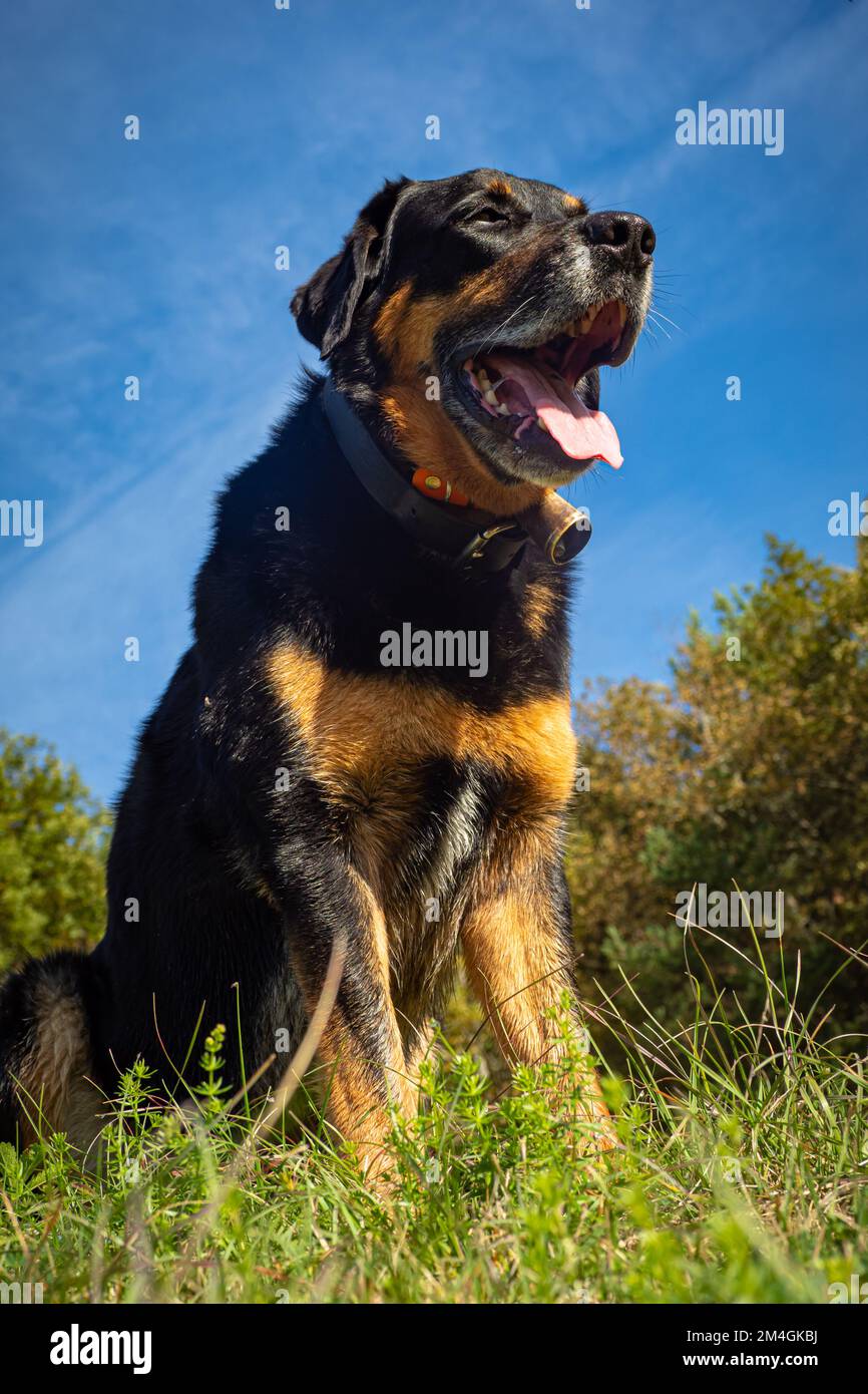 Beauce shepherd hi-res stock photography and images - Page - Alamy