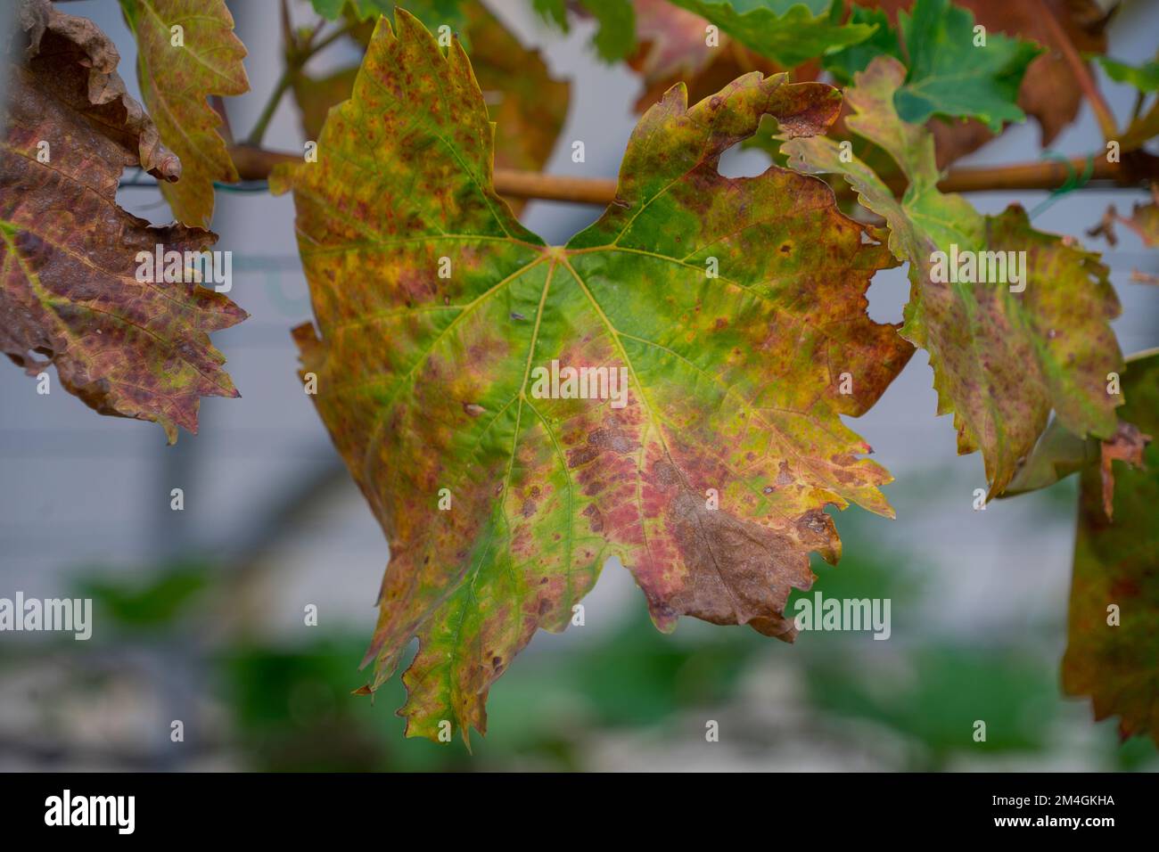 Textured discolored Dried grape leaves and branch in the garden Stock