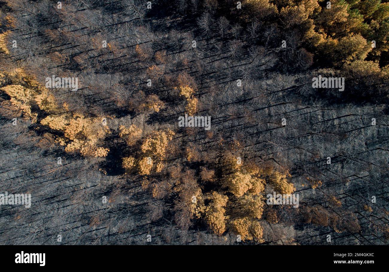 An aerial view of a forest burnt by a wildfire Stock Photo - Alamy