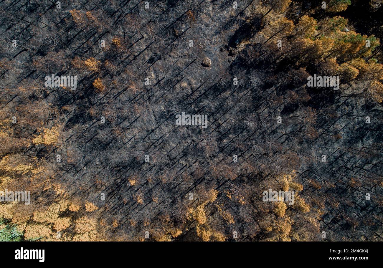 An aerial view of a forest burnt by wildfire Stock Photo - Alamy