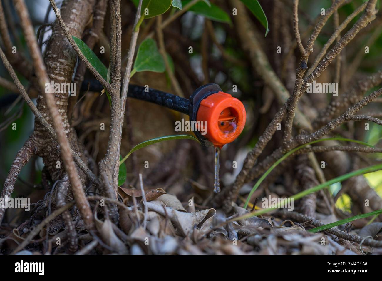 Green plant growing in the drip system. Sprinkler systems, drip