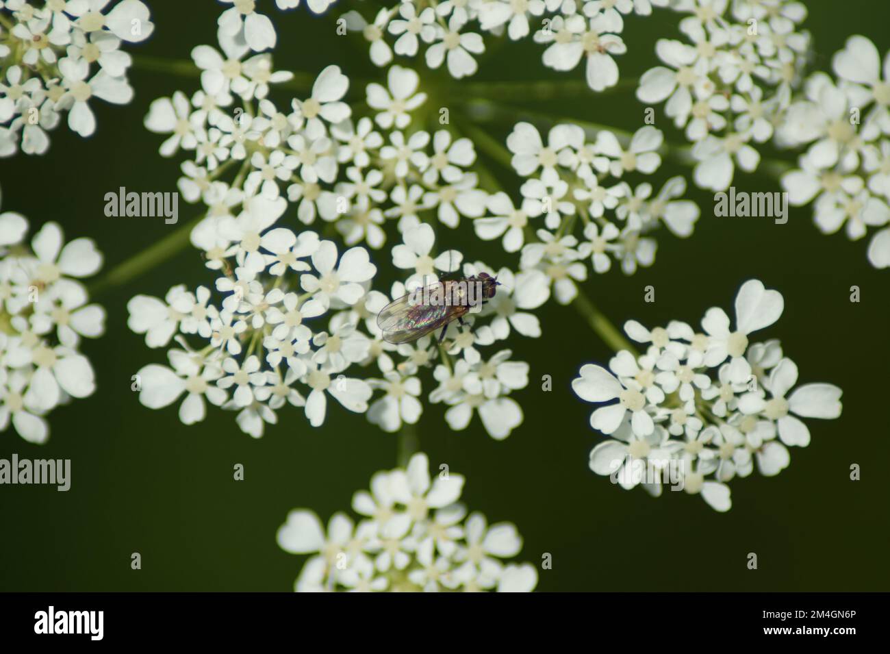 Fly sits on privet flower Stock Photo