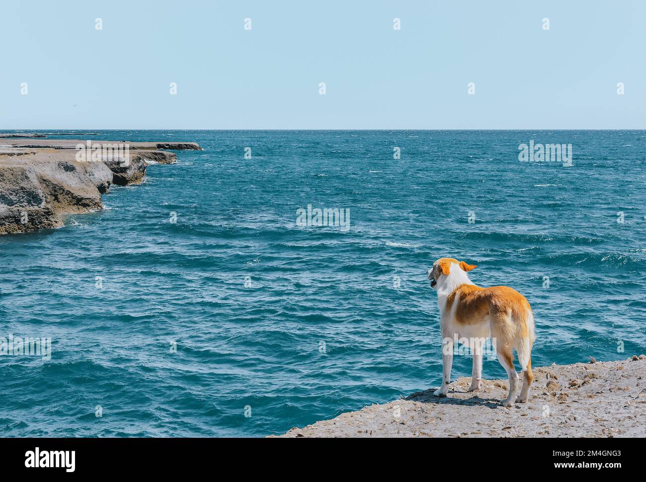 A dog looking the sea on a cliff in Peninsula Valdes, Chubut province, Argentina Stock Photo