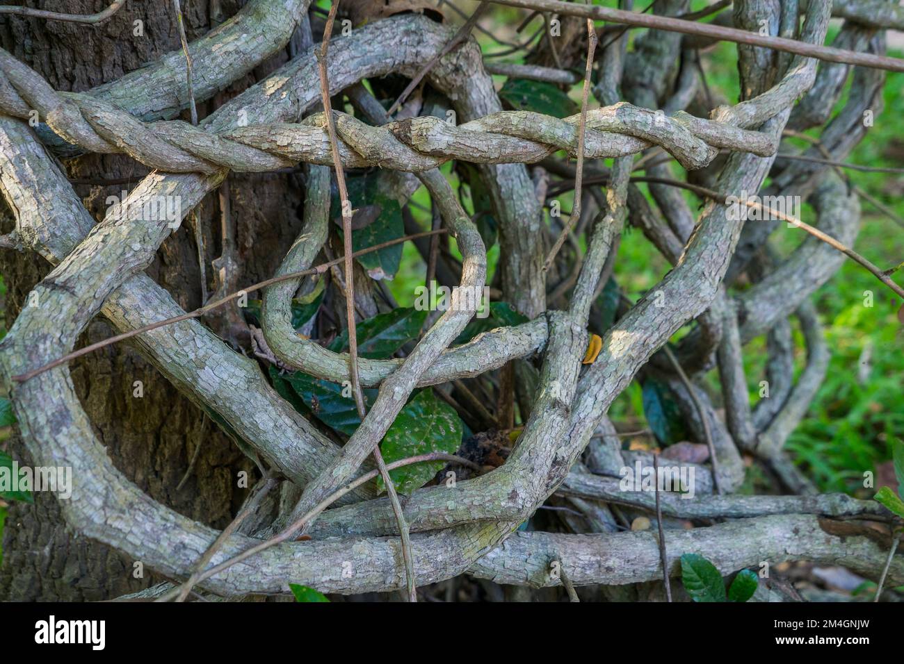 Liana or twisted jungle vines knotted around each other under green trees in a rainforest garden, southeast Asia, no people. Stock Photo