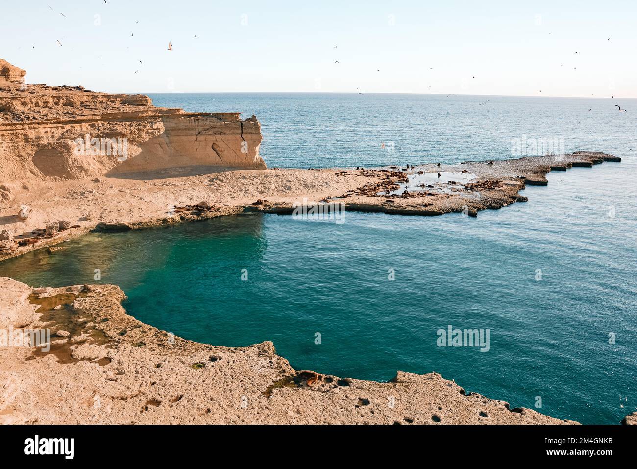 Beautiful scenery with cliffs, blue sea, birds and sea lions during sunset in the Patagonian coast of Argentina near of Puerto Madryn. Loberia viewpoi Stock Photo