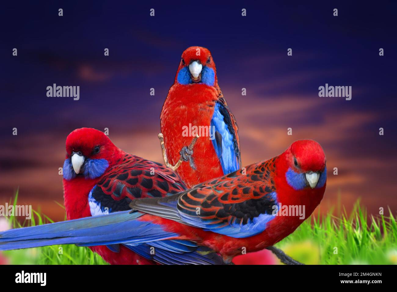 Crimson Rosella - Platycercus elegans a parrot native to eastern and south eastern Australia Stock Photo