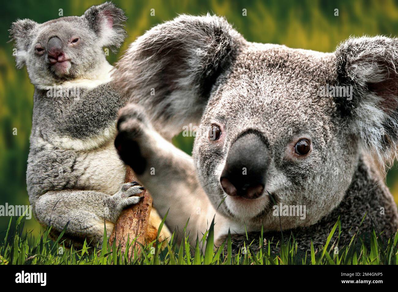 The koala or coala, also called small bear, is the cute and famous