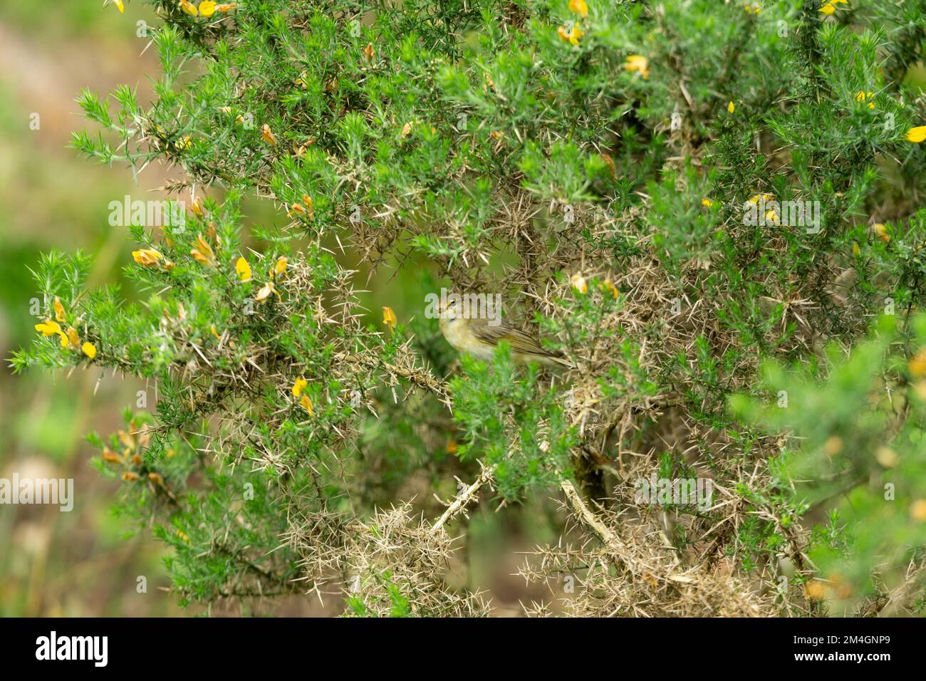 Willow warbler Phylloscopus trochilus, adult perched in gorse, Isle of Mull, Scotland, UK, June Stock Photo