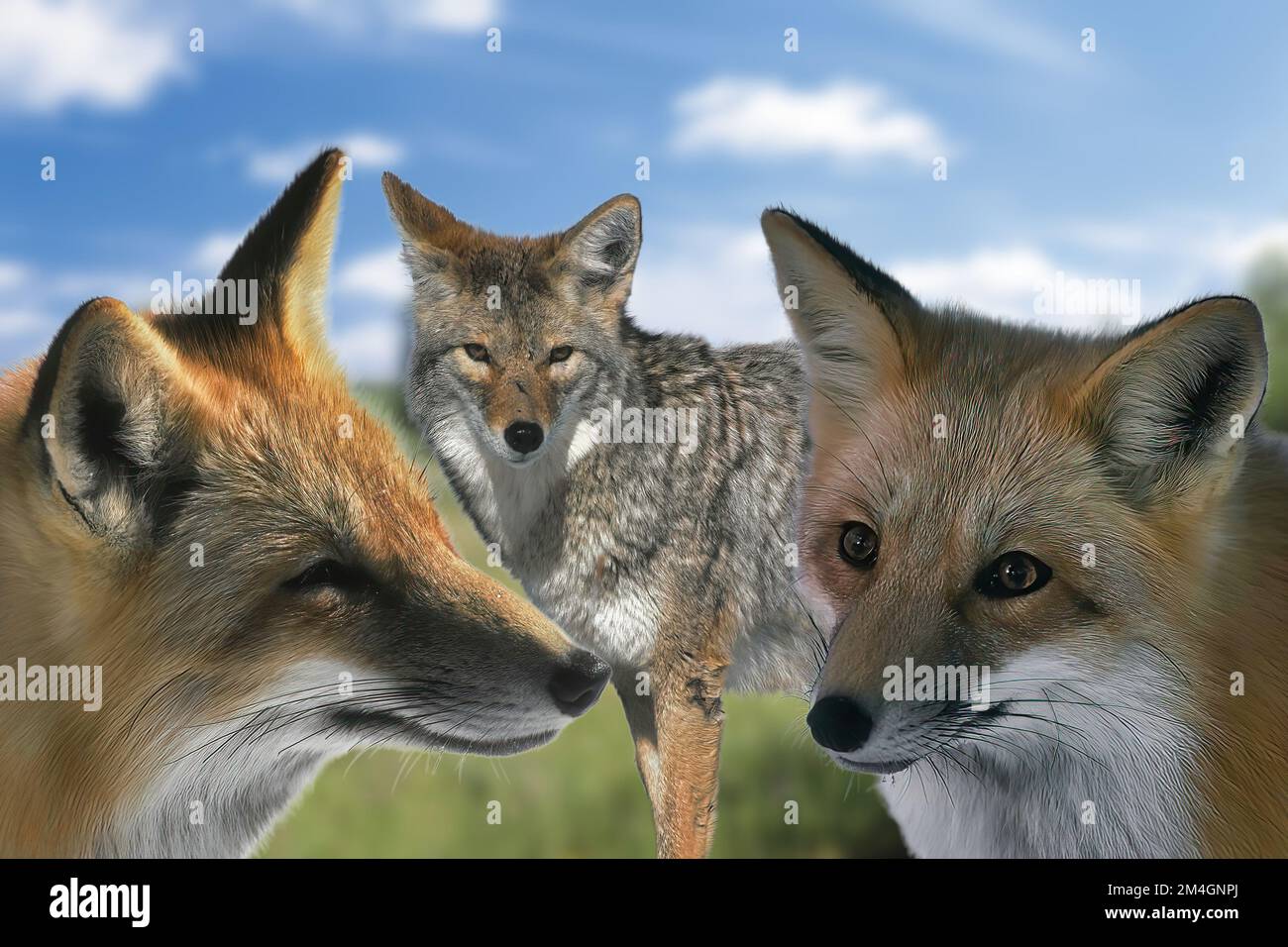 Three specimens of foxes Stock Photo