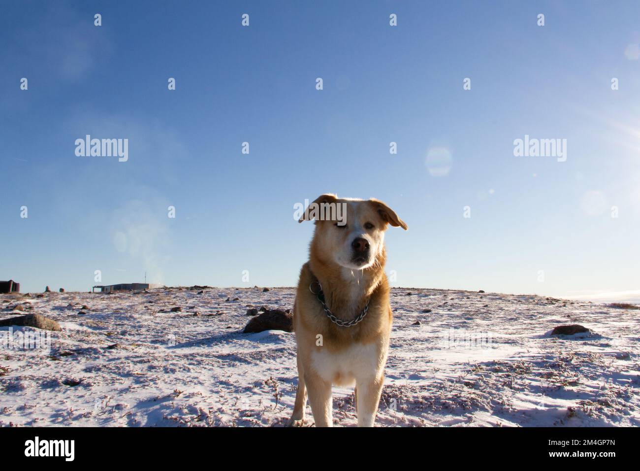 A yellow Labrador dog standing on snow in a cold arctic landscape, near Arviat, Nunavut Canada Stock Photo