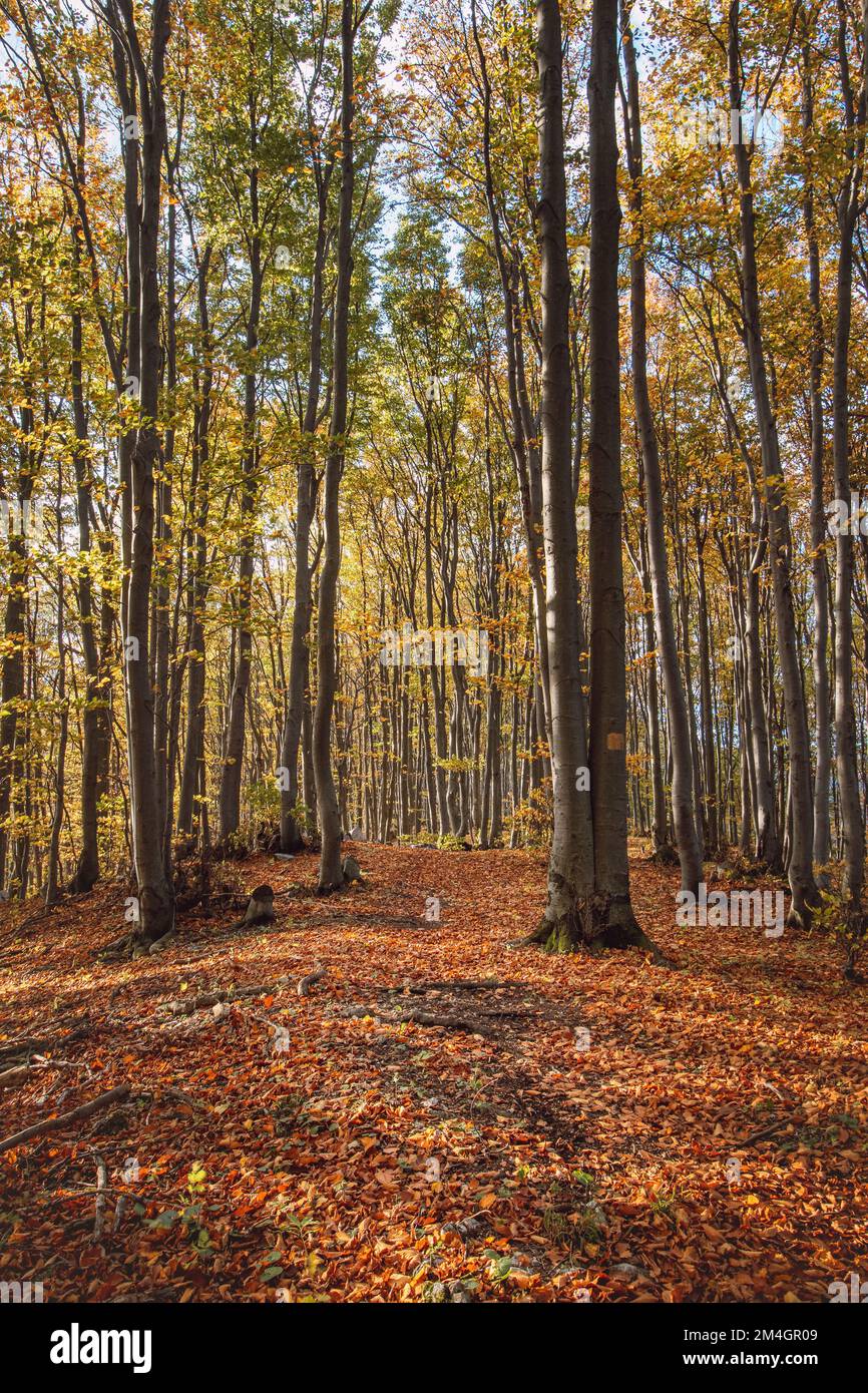 Red and orange warm sun illuminates the orange-red forest and forest path. Mojtin, Strazov mountains, Slovakia, Eastern Europe. Stock Photo