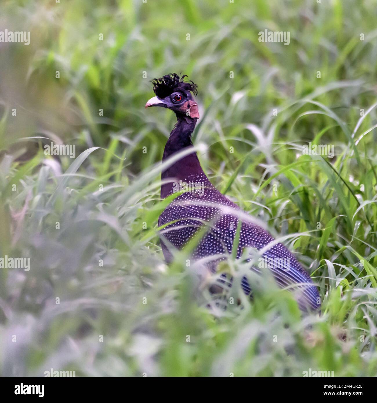 Crested guineafowl (Guttera pucherani) from Zimanga, South Africa Stock