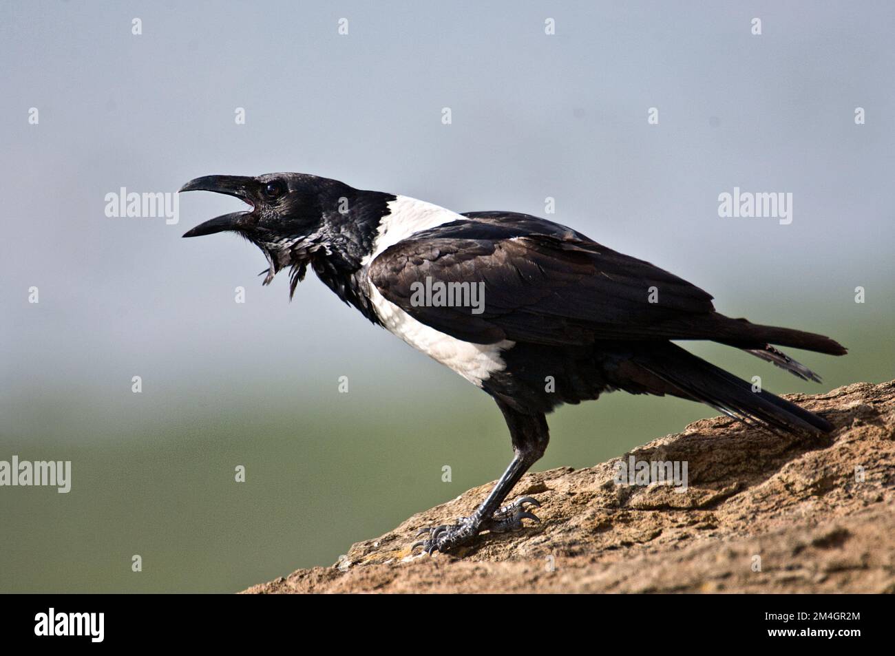 Pied crow (Corvus albus) from Lake Nakuru, Kenya Stock Photo - Alamy