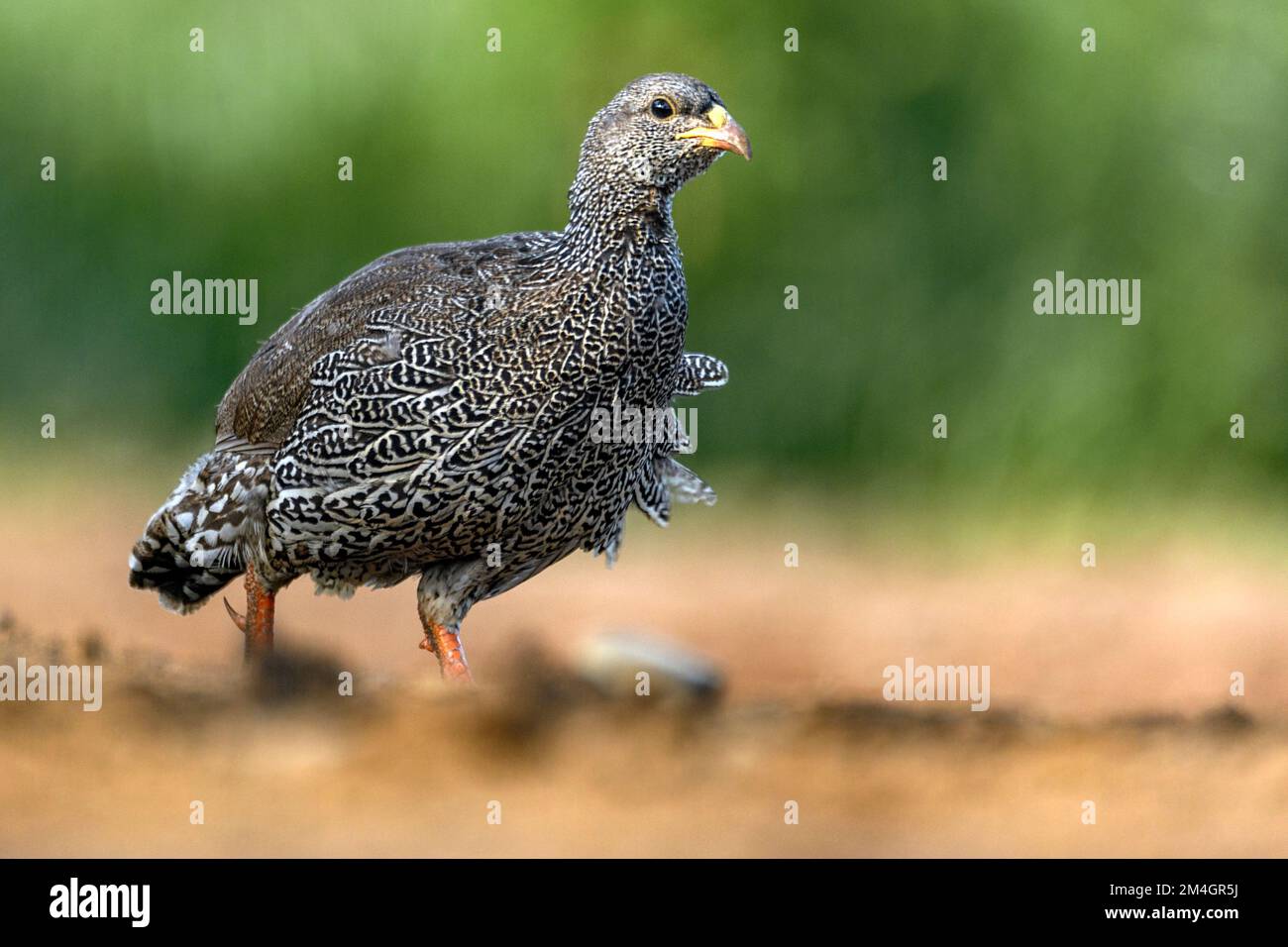 Natal francolin (Pternistis natalensis) from Zimanga, South Africa. Stock Photo