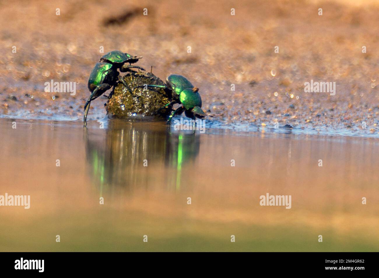 Green dung beetle hi-res stock photography and images - Alamy Green dung beetle hi-res stock photography and images - Alamy
