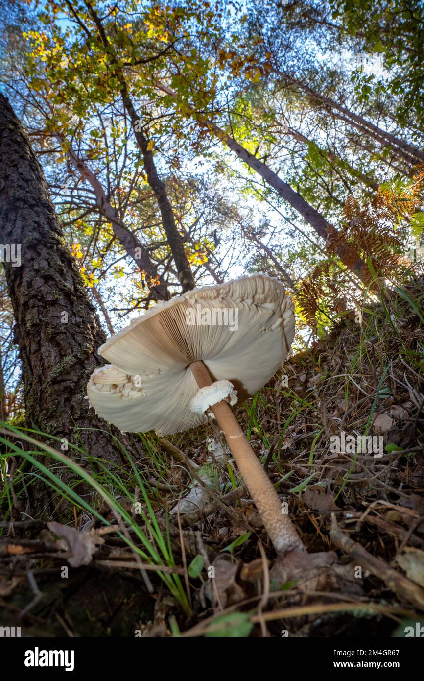 Beautiful large wild parasol mushroom growing in the forest - Macrolepiota procera Stock Photo