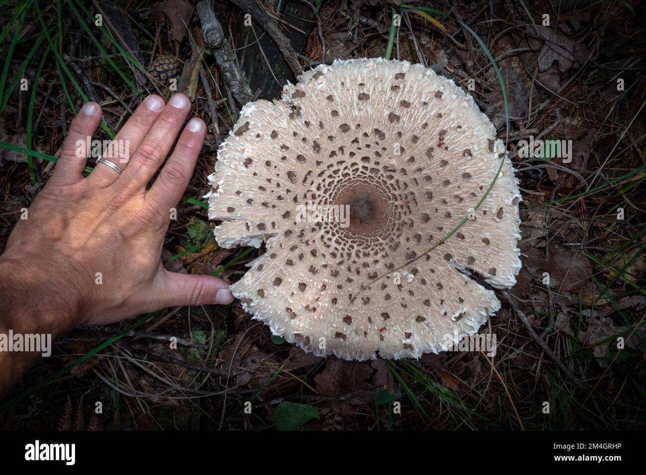 Beautiful large wild parasol mushroom growing in the forest - Macrolepiota procera Stock Photo