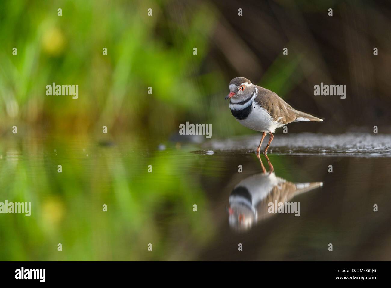 The three-banded Plover (Charadrius tricolaris) from Zimanga, South Africa. Stock Photo