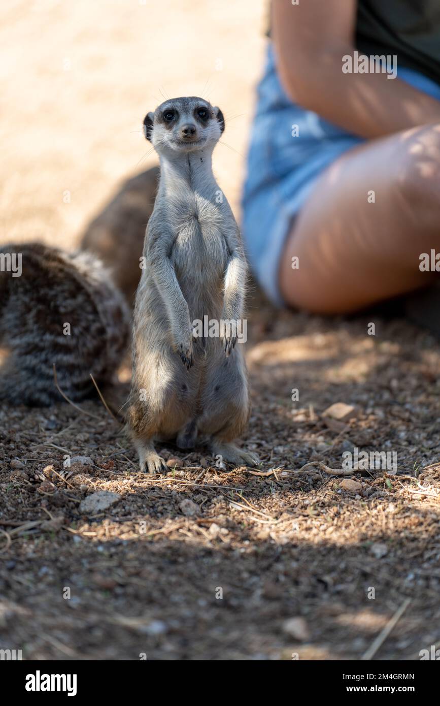 Meerkat standing near the unrecognizable people, vertical composition Stock Photo