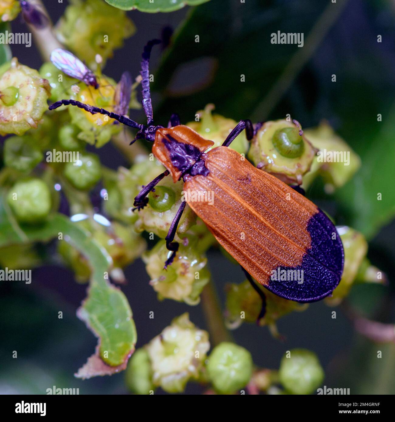 Hook-winged net-winged beetle (Lycus melanurus) from Zimanga, South Africa. Stock Photo