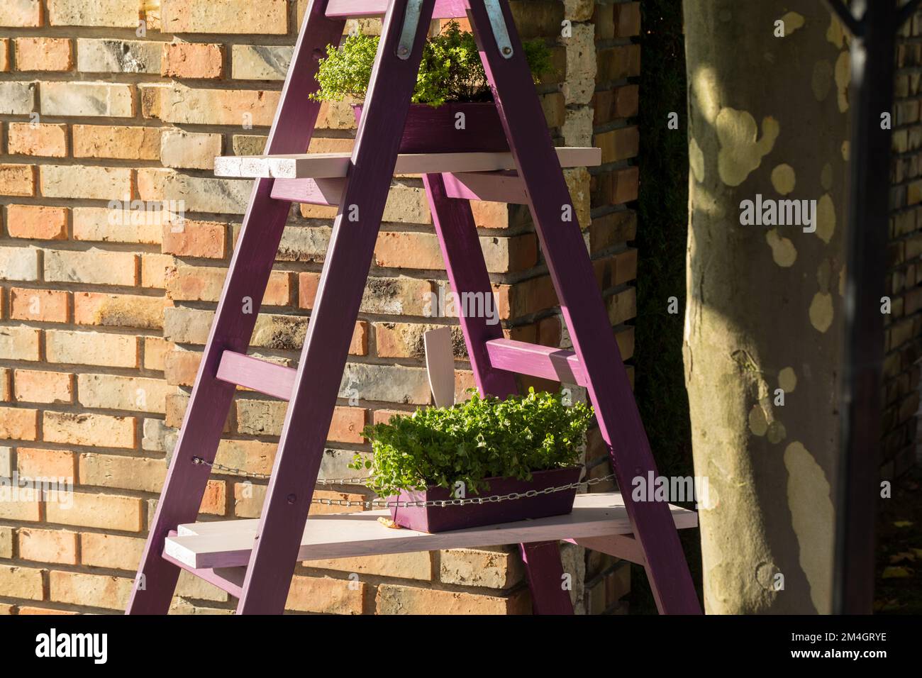 A purple painting ladder as a stand for pots with plants. Stock Photo