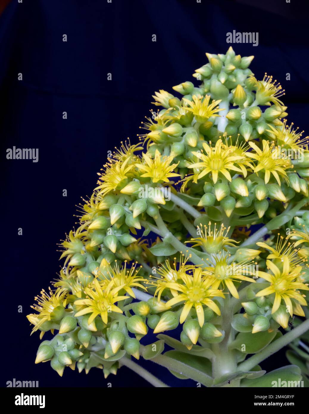 Fotografía macro de las flores de Aeonium arboreum, flores en racimos ...