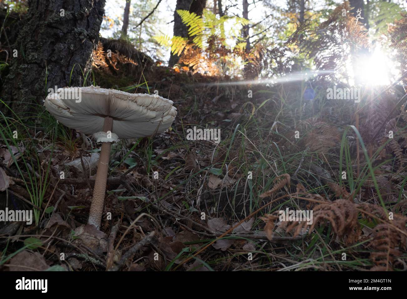 Beautiful large wild parasol mushroom growing in the forest - Macrolepiota procera Stock Photo
