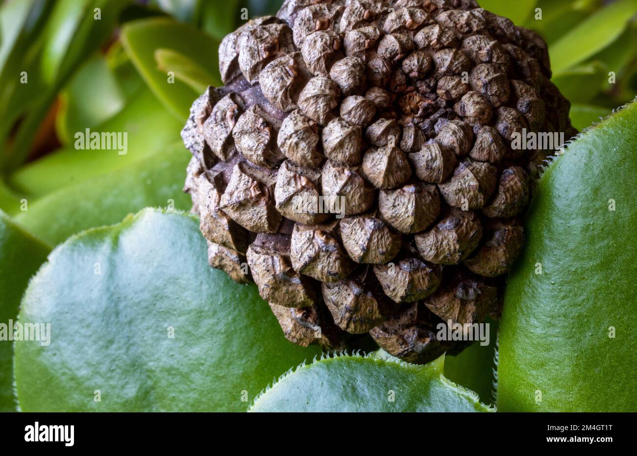 Hojas de piña hi-res stock photography and images - Alamy