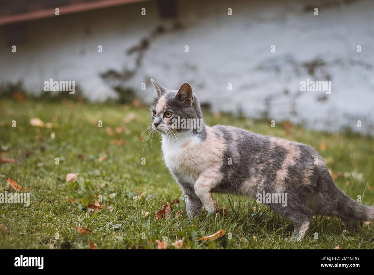Curious colourful kitten sitting in the grass watching her siblings frolic around her. A beloved four-legged pet in the wild. Cat at attention. Stock Photo