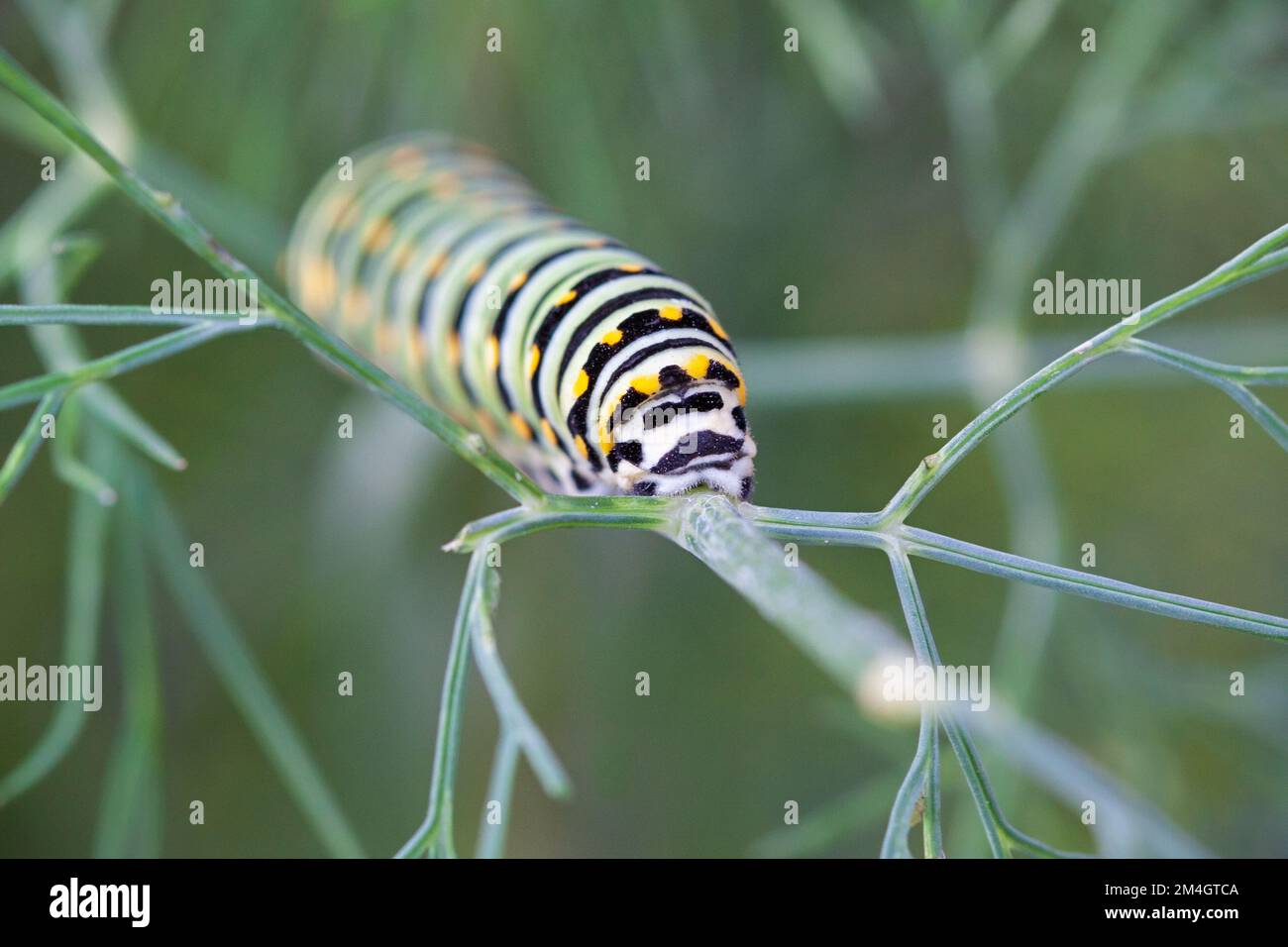 A caterpillar glides along a dill plant eating the leaves along the way