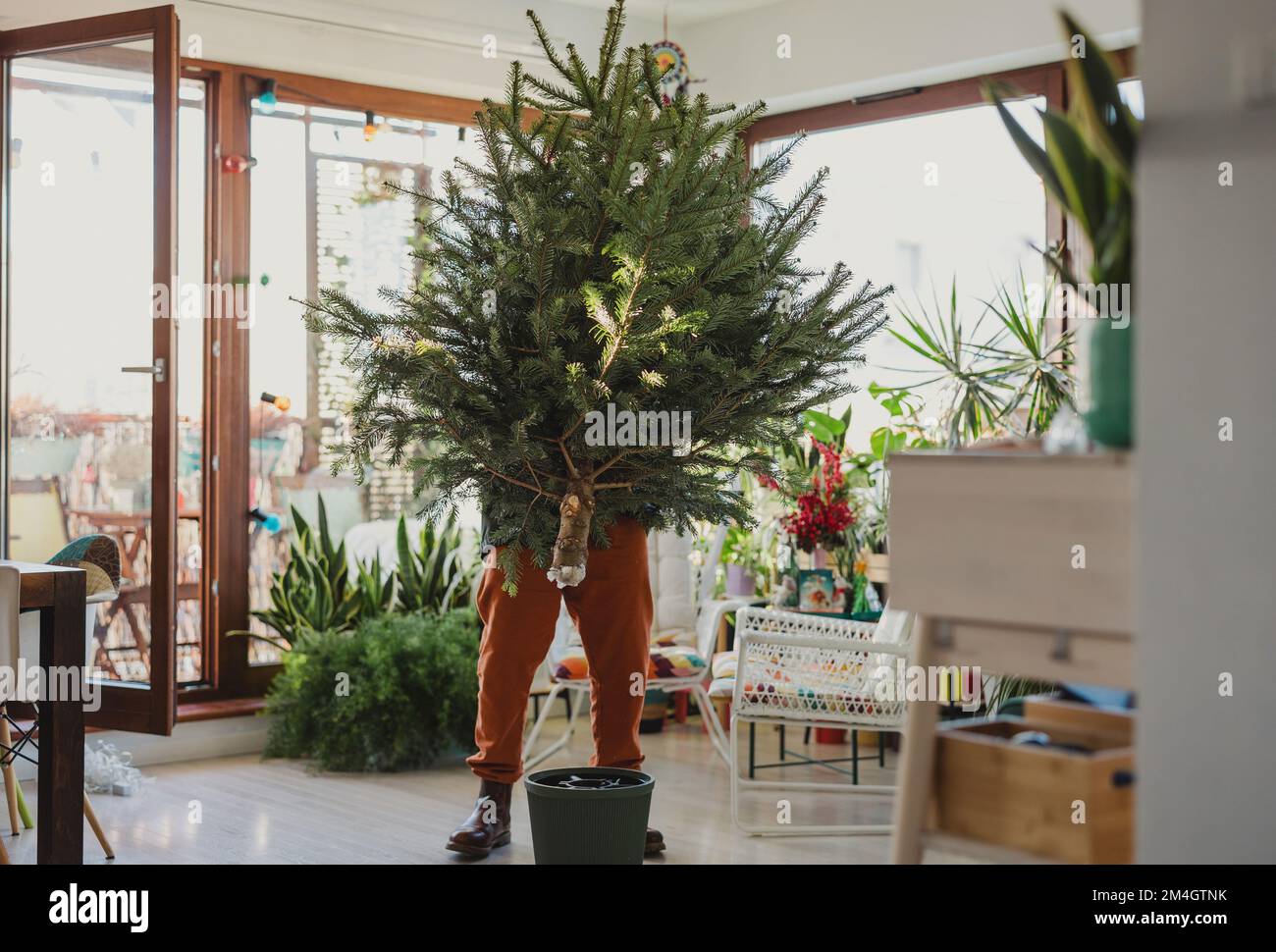 Man setting up a Christmas tree in the living room Stock Photo Alamy