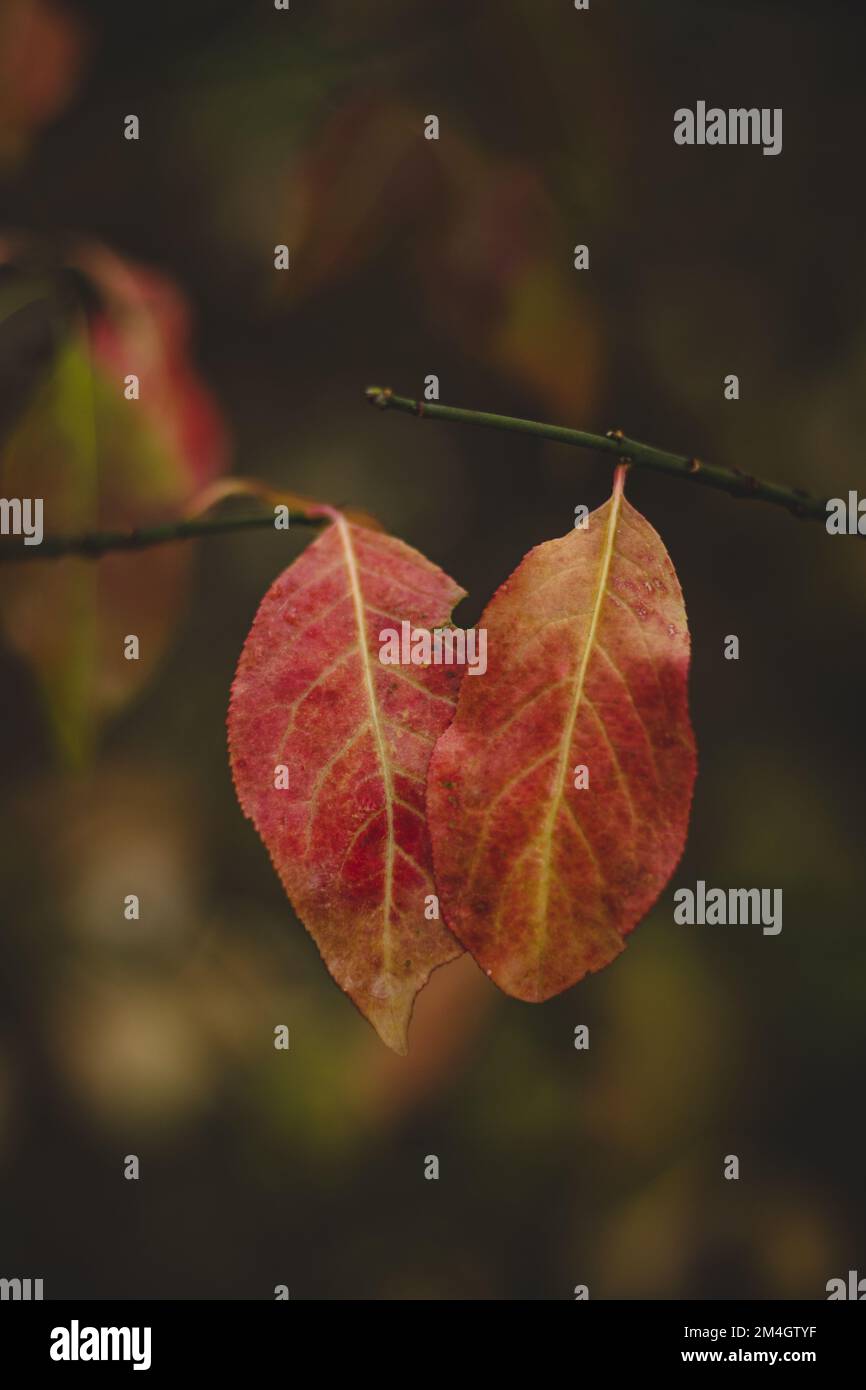 Close-up of two red petals clinging to a small twig with their last strength. The autumn sun colours these leaves in incredible colours. Stock Photo