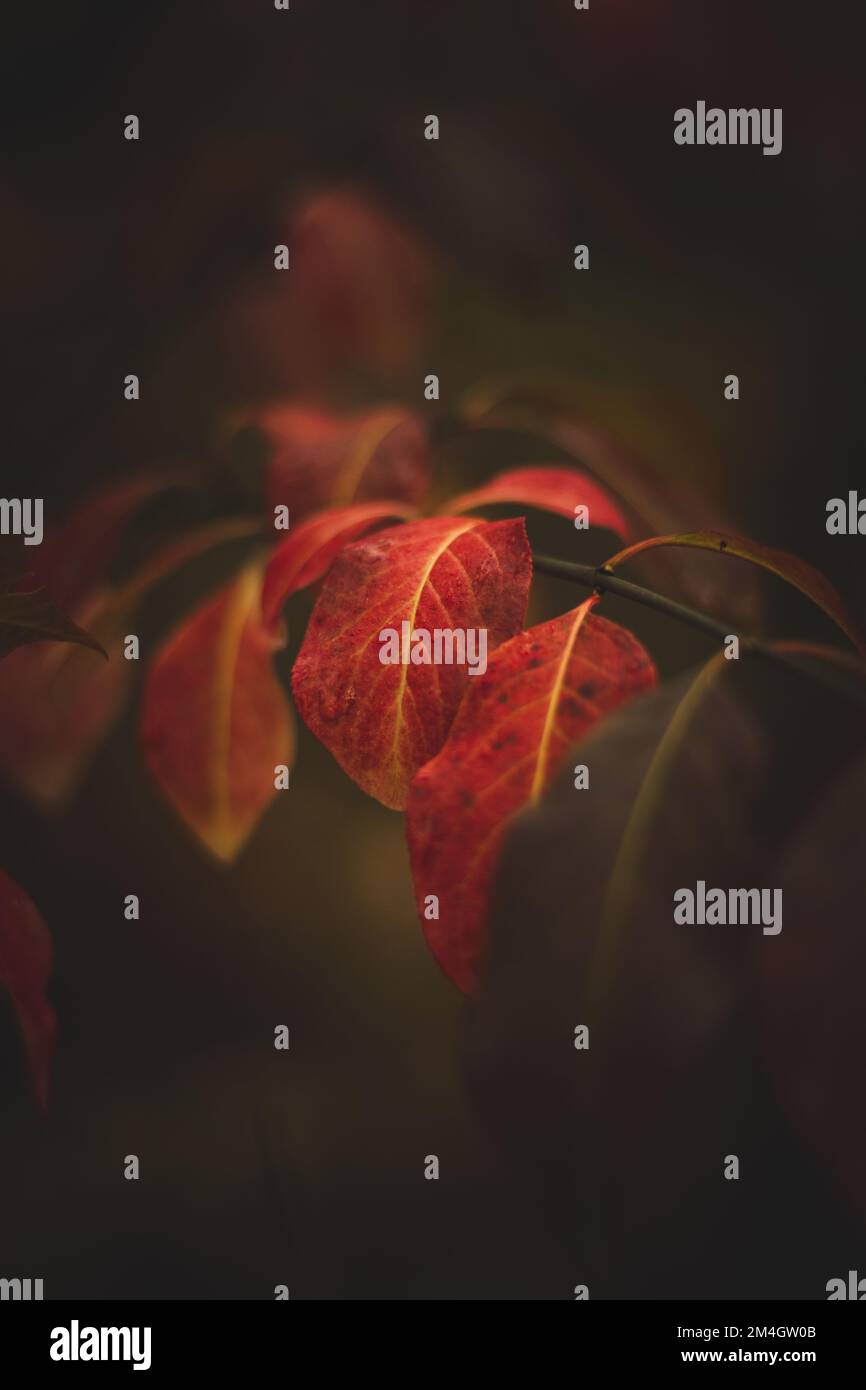 Close-up of two red petals clinging to a small twig with their last strength. The autumn sun colours these leaves in incredible colours. Stock Photo
