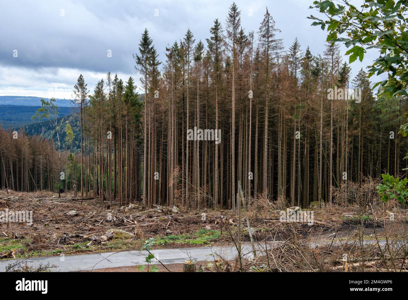 Durch Klimawandel Borkenkäfer absterbende abgestorbene kranke Bäume Fichten (Picea), Harz, Deutschland, Europa Stock Photo