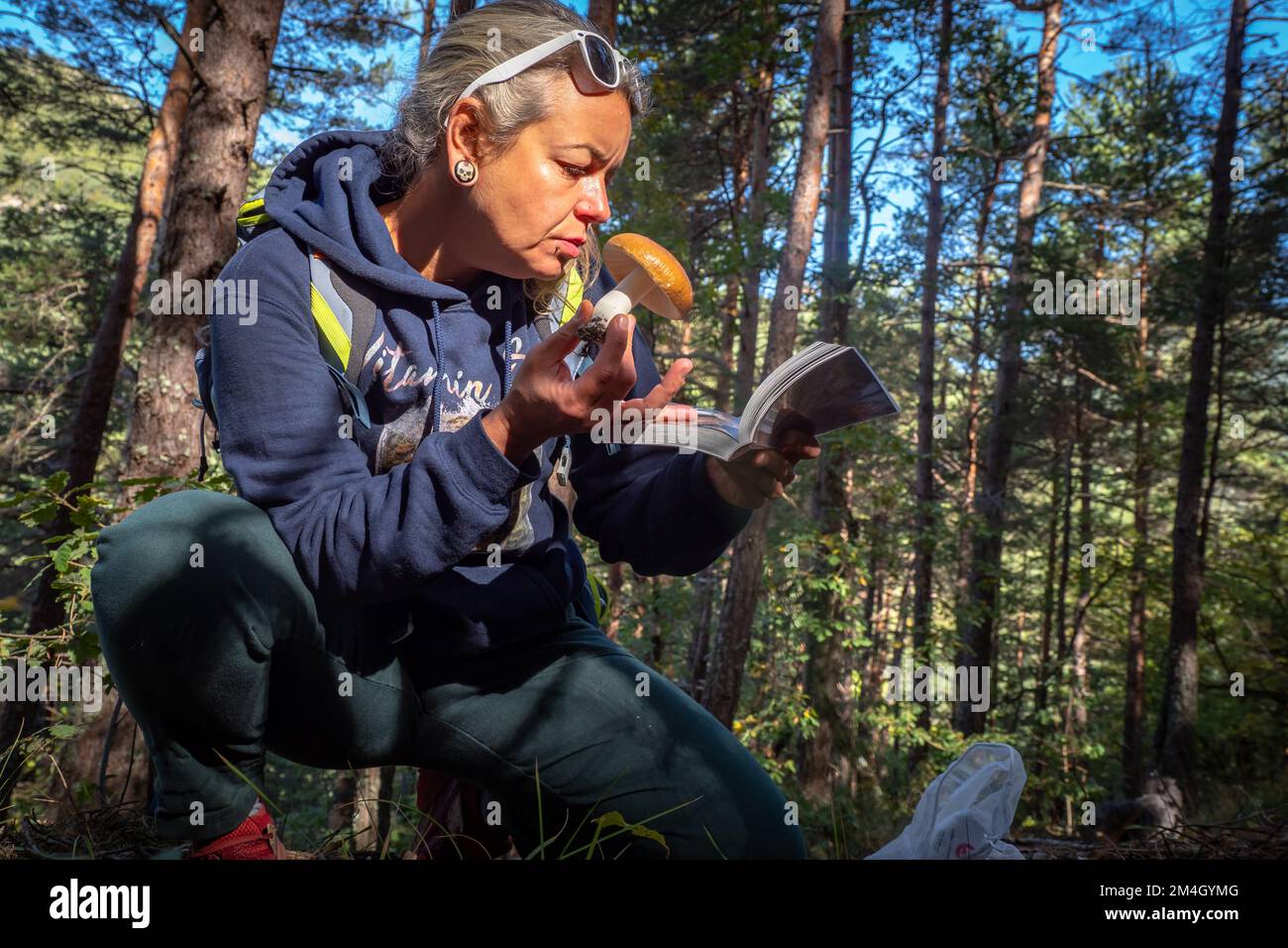 Mushroom forager trying to identify wild mushrooms in the forest with identification book - Mushroom picking and mushroom foraging Stock Photo