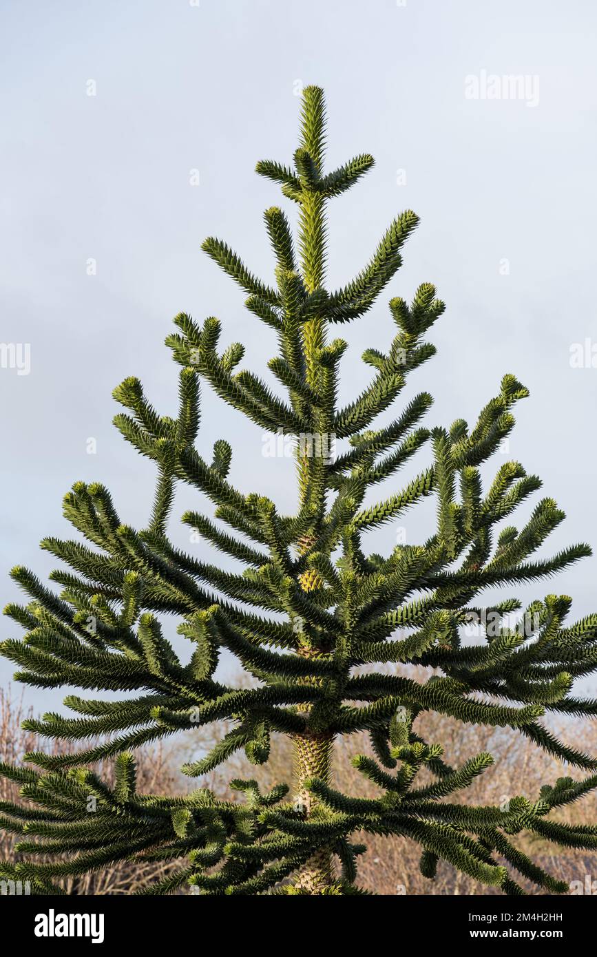 Monkey Puzzle tree growing on a smallholding in North Yorkshire Stock Photo