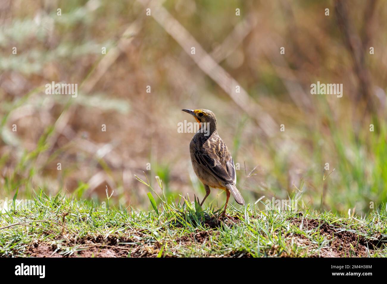 A cape long claw Macronyx capensis in South Africa Stock Photo Alamy