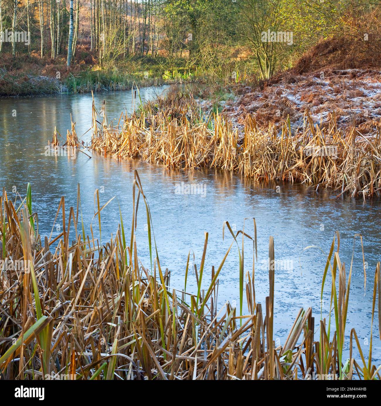 Frozen Birches Valley pools in late autumn Cannock Chase Country Park