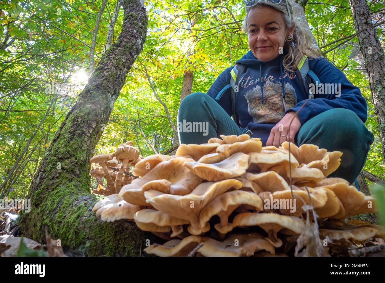 Mushroom forager trying to identify wild mushrooms in the forest with identification book - Mushroom picking and mushroom foraging Stock Photo