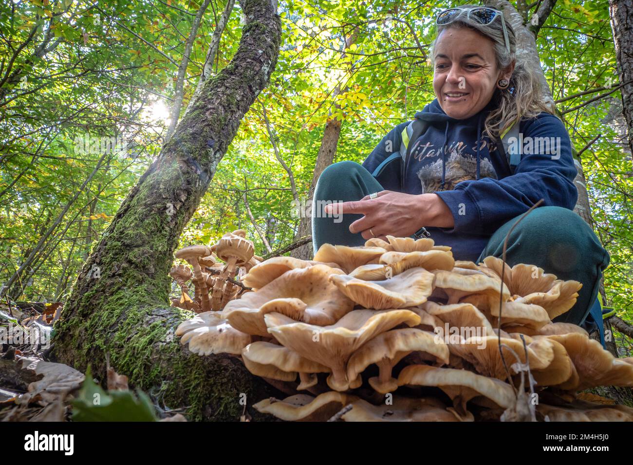 Mushroom forager trying to identify wild mushrooms in the forest with ...