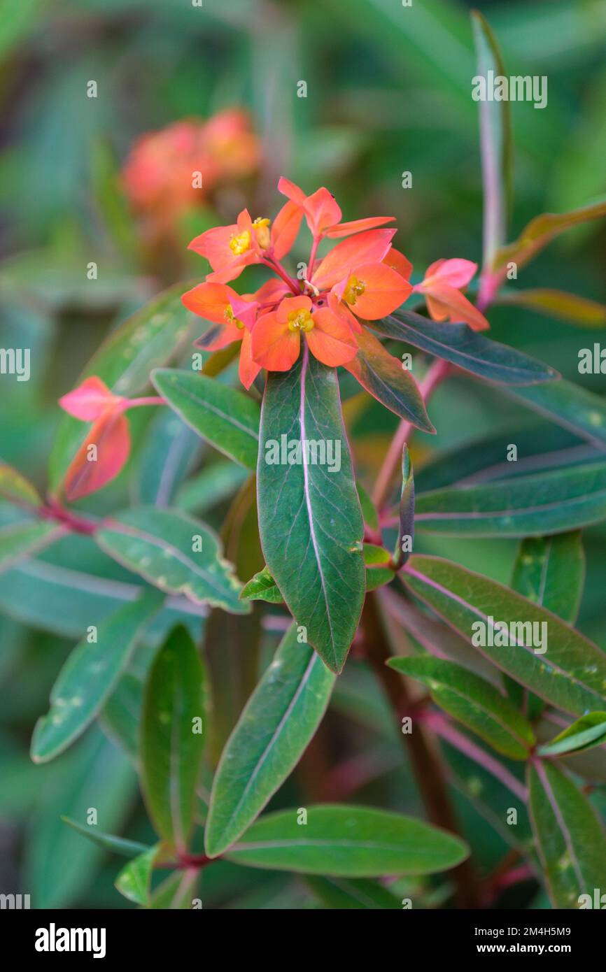 Euphorbia griffithii Fireglow, spurge Fireglow, red-tinged leaves and showy orange-red flowers Stock Photo