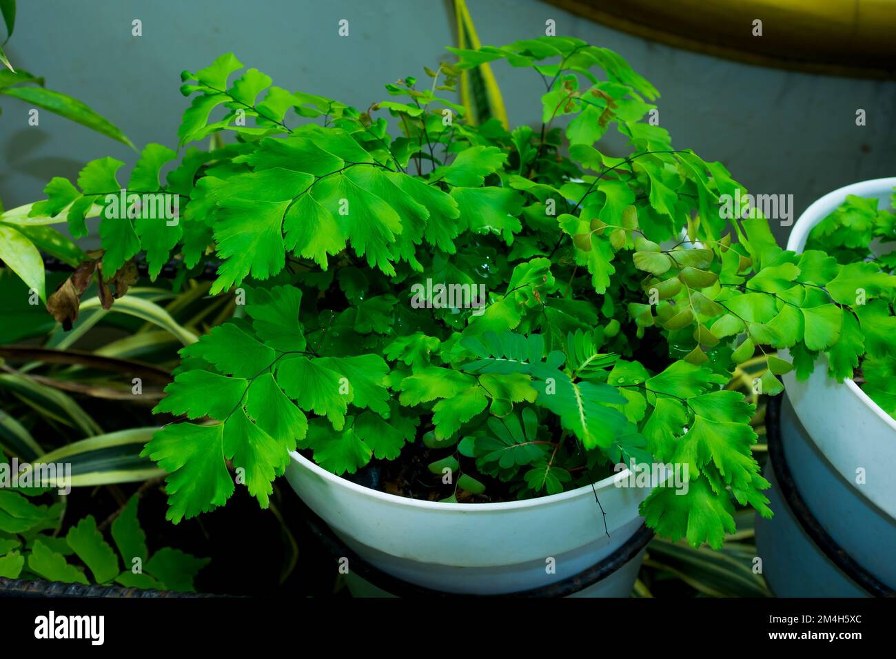 A closeup shot of a delta maidenhair fern in a pot Stock Photo